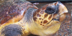 loggerhead_swa.png