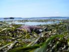 Eelgrass_AlkiBeach_LisaFerrier