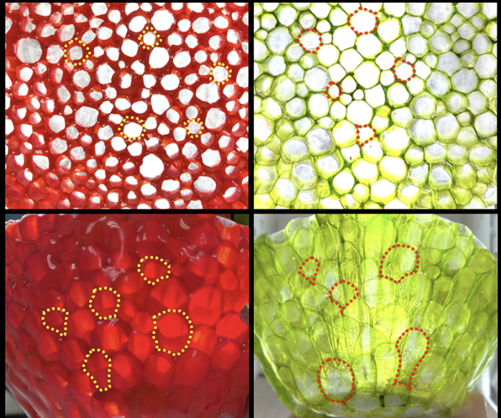 A glass studio becomes a physics lab for biophysicists examining the physiological tissue properties of marine microorganisms.
